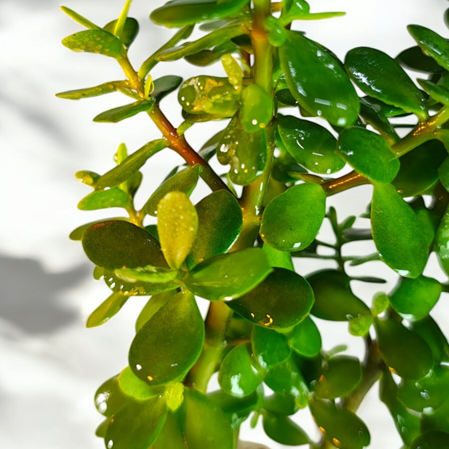 Jade Plant for Indoor (Crassula ovata)